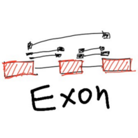 Exon